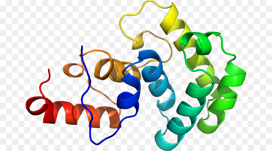 Estructura De La Proteína，Molécula PNG