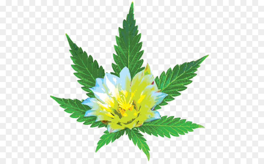 Hoja De Cannabis，Flor PNG