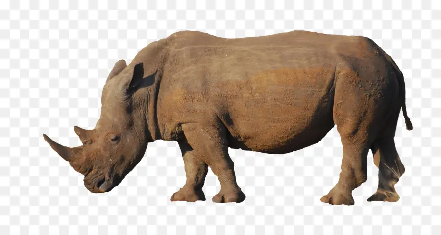 Rinoceronte，Rinoceronte Indio PNG