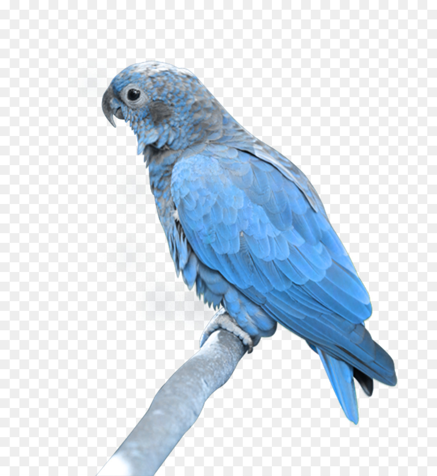 Pájaro，Loro De Amazon PNG