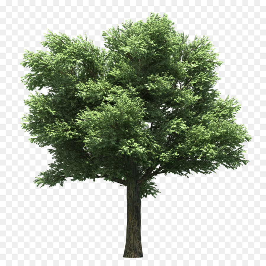 árbol Verde，Planta PNG