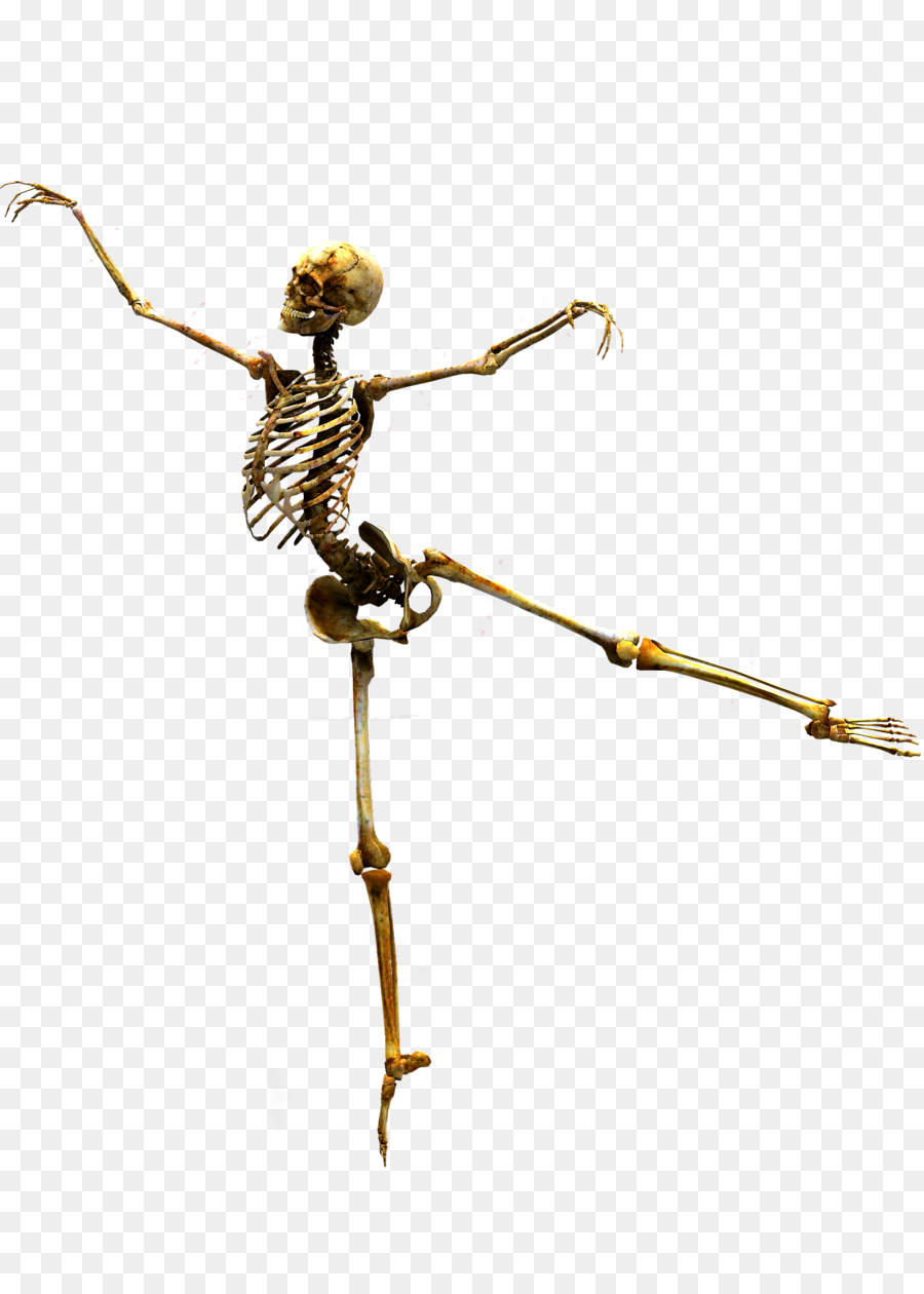Esqueleto，Cráneo PNG
