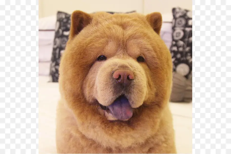 Chow Chow，Carelio Oso Perro PNG