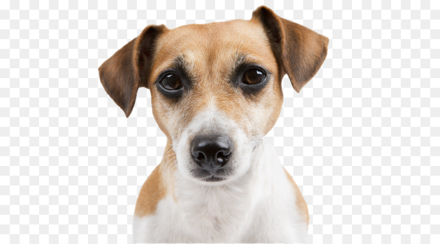 Russell Terrier，Cachorro PNG