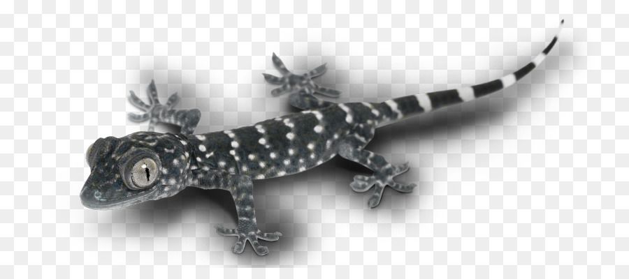 Gecko，Lagarto PNG