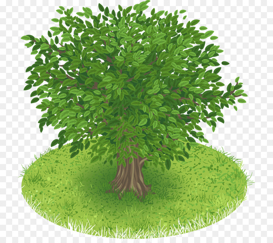 árbol，Dibujo PNG
