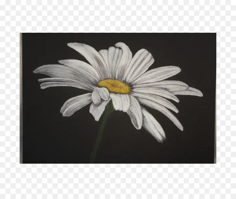 Común Daisy，Margarita PNG