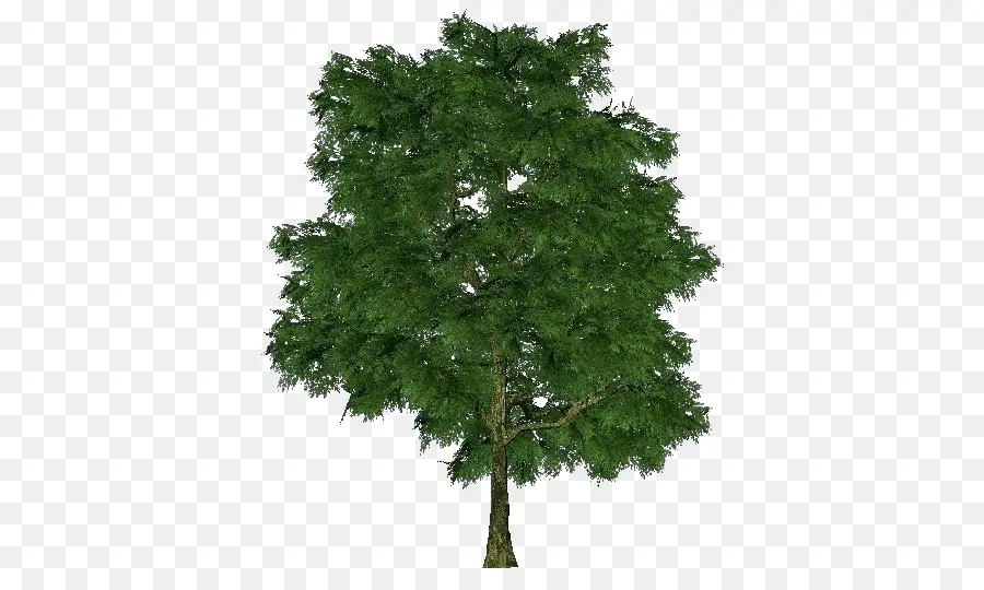 Roble，árbol PNG