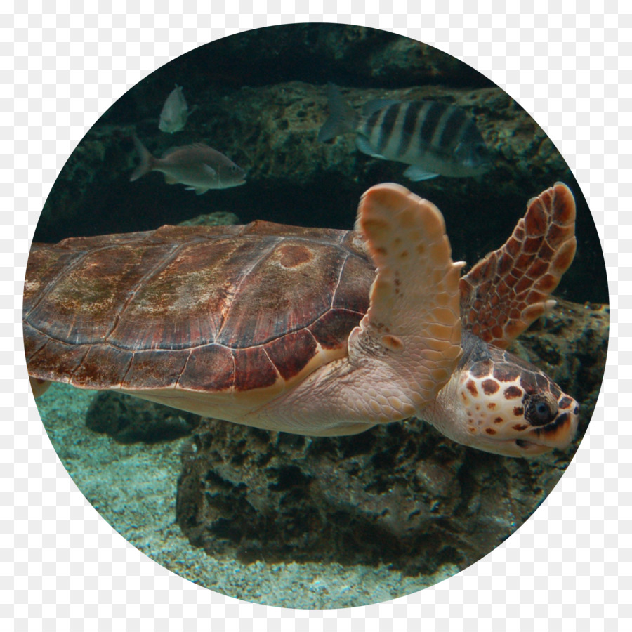 Tortuga Boba，Acuario De Gijón PNG