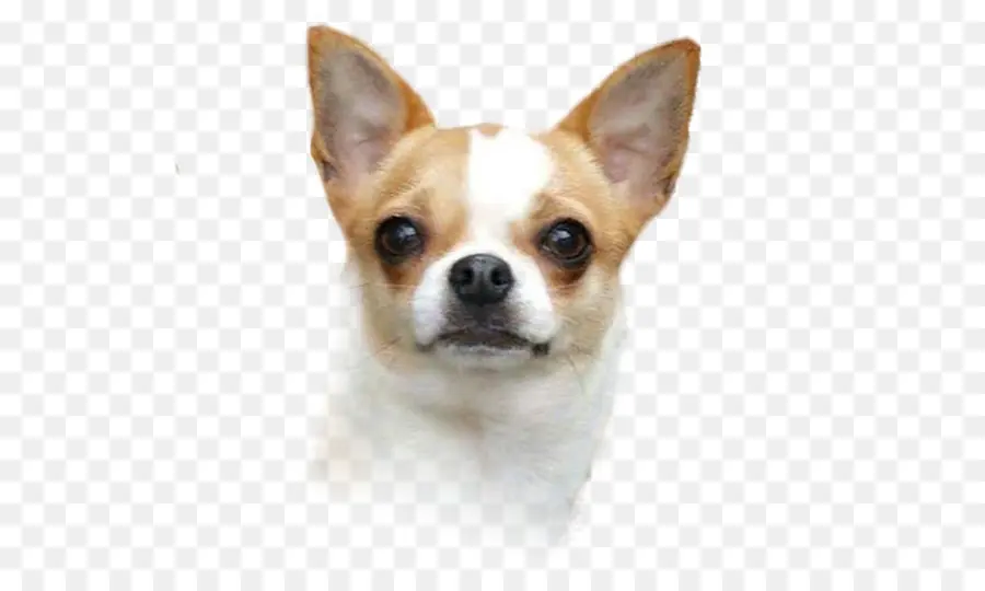 Chihuahua，Corgichihuahua PNG