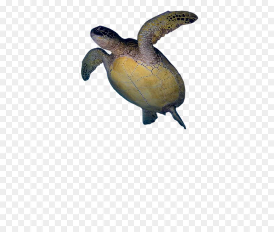 Tortuga Boba，Tortuga PNG