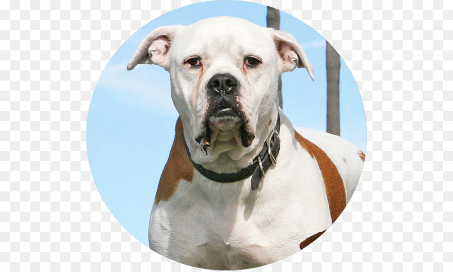 American Bulldog，Valle De Bulldog PNG