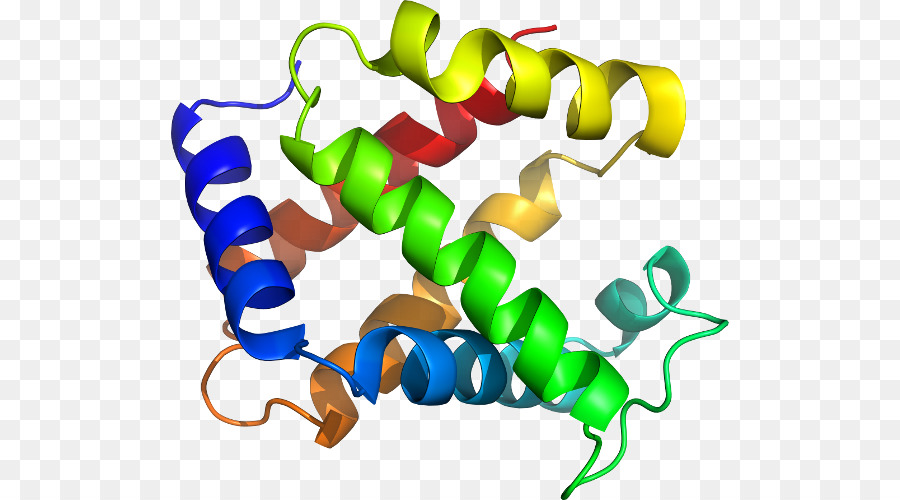 Estructura De La Proteína，Molécula PNG