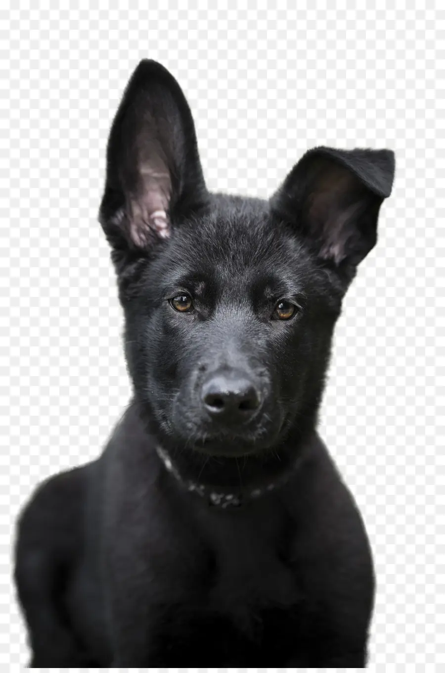 Perro Negro，Mascota PNG