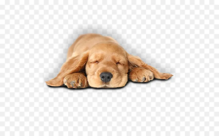 Cachorro Durmiendo，Lindo PNG