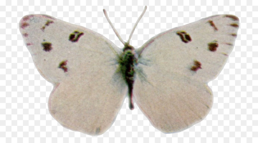 Nublado Amarillos，Brushfooted Mariposas PNG