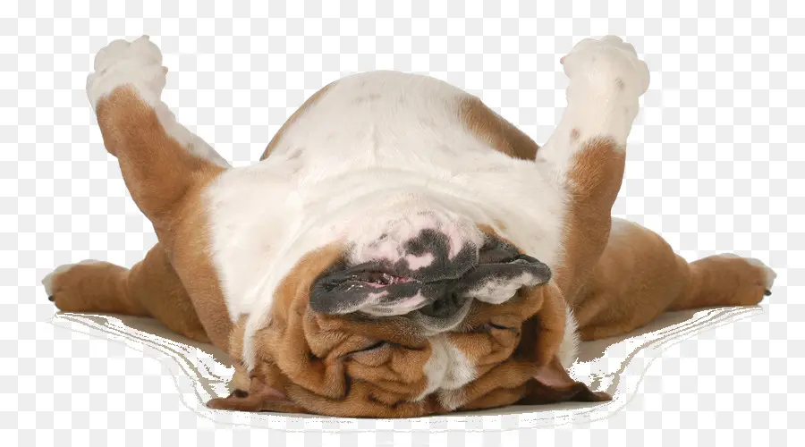 Perro，Mascota PNG