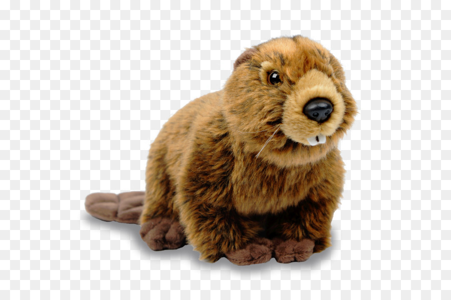 Canadá，Beaver PNG