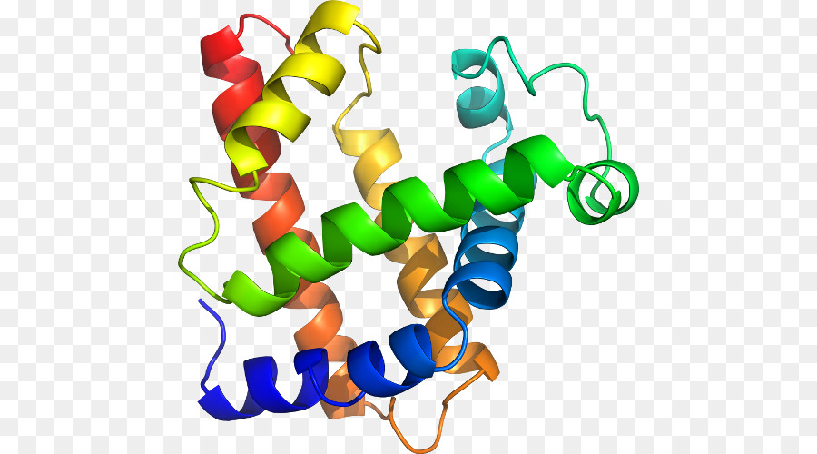 Estructura De La Proteína，Biología PNG