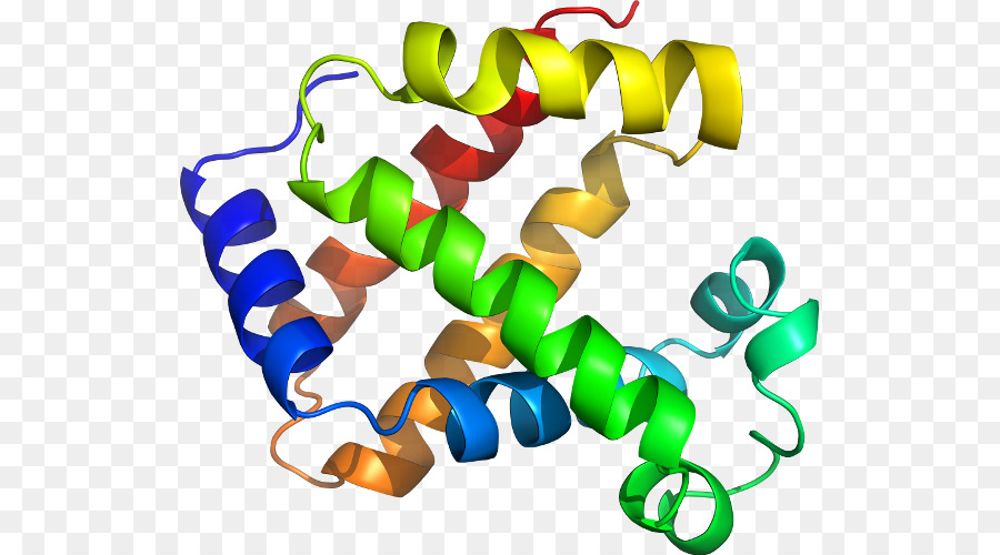 Estructura Proteica，Molécula PNG