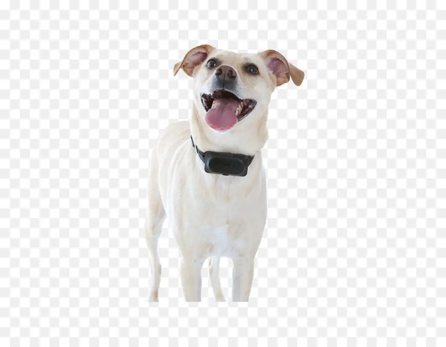 Perro Blanco，Feliz PNG