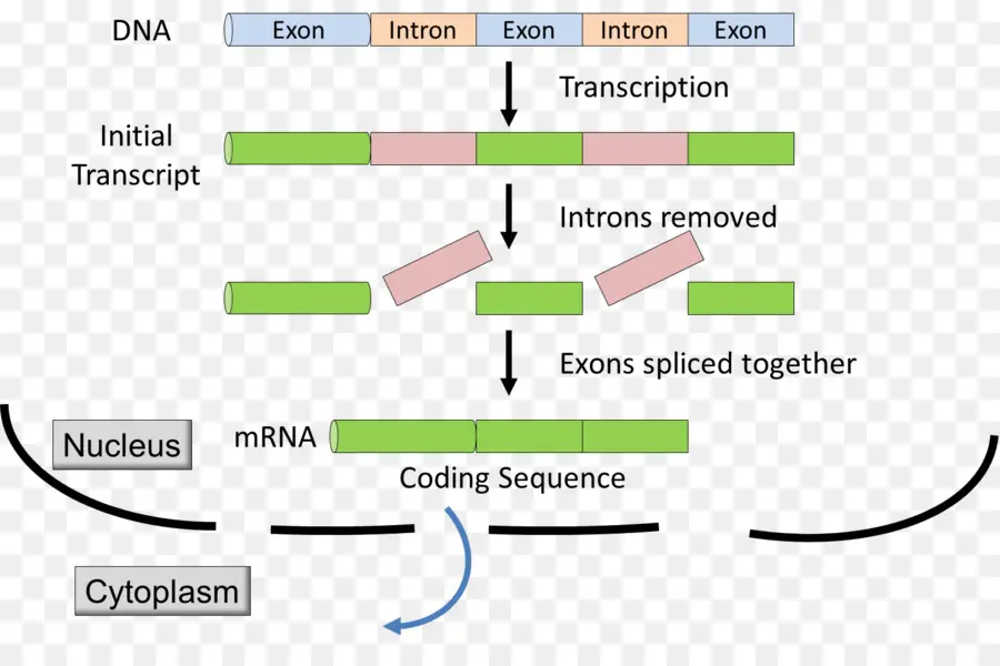 Intrón，Exón PNG