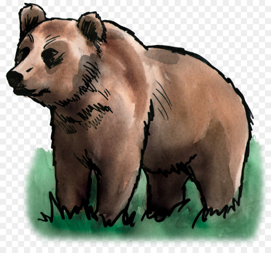 Oso De Dibujos Animados，Mamífero PNG