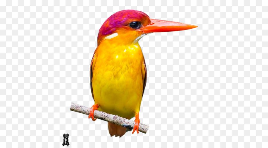 Pico，Viejo Mundo Orioles PNG