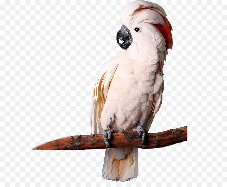 Loro Blanco，Loro PNG