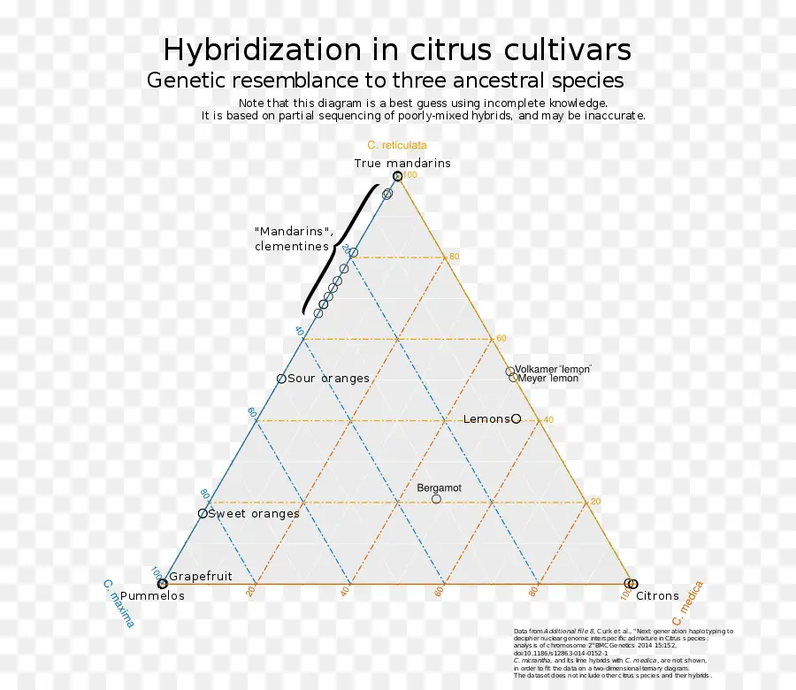 Triángulo，Cítricos PNG