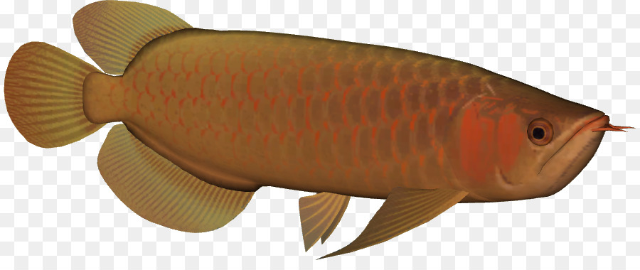 Asiático Arowana，Arowana PNG