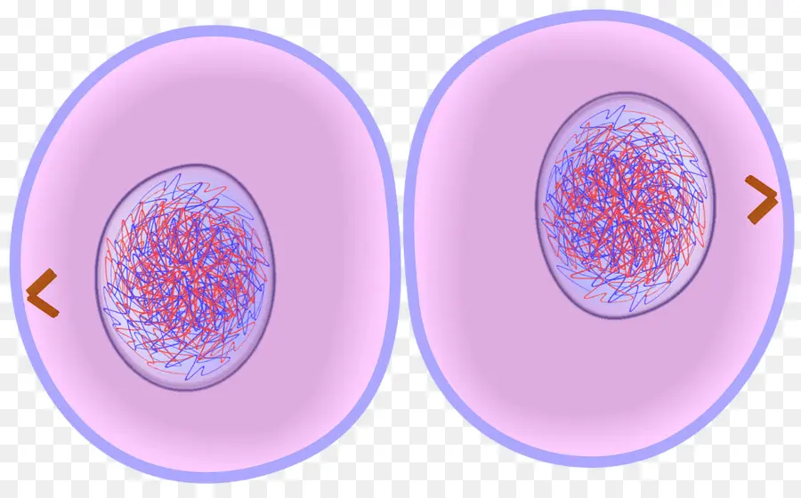 División Celular，Mitosis PNG