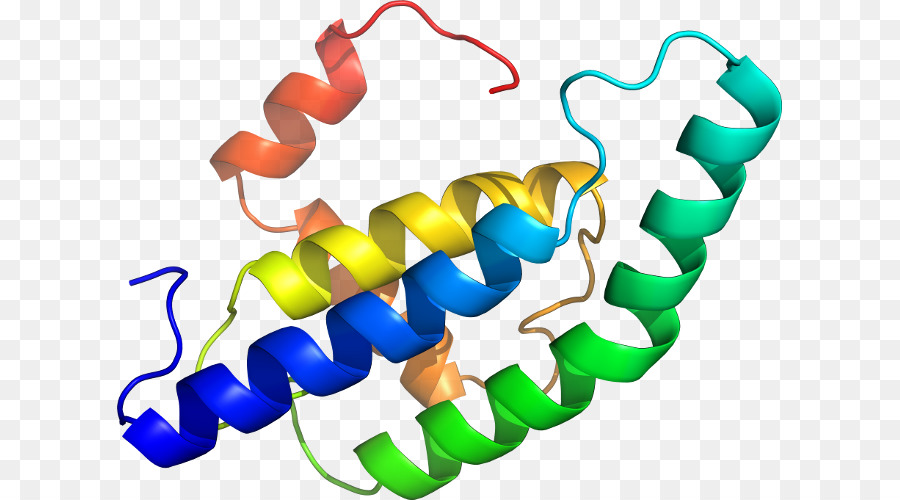 Estructura Proteica，Molécula PNG