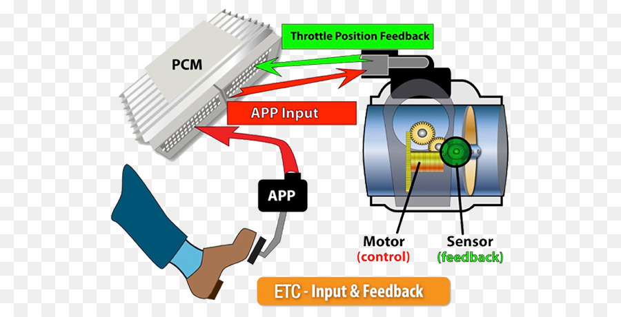 Luz，Control De Acelerador Electrónico PNG