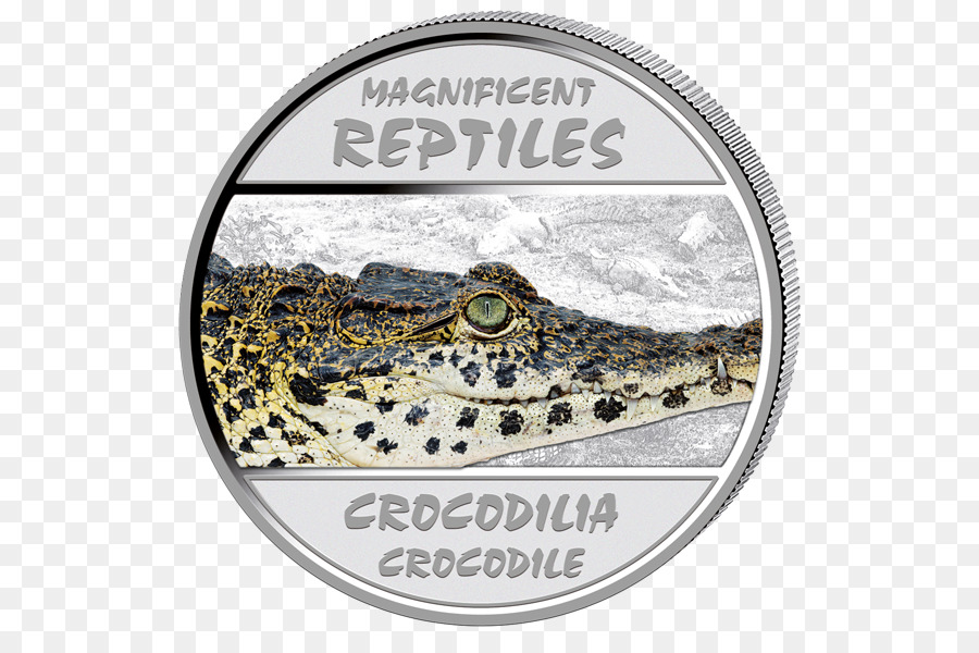 Cocodrilo，Tortuga PNG