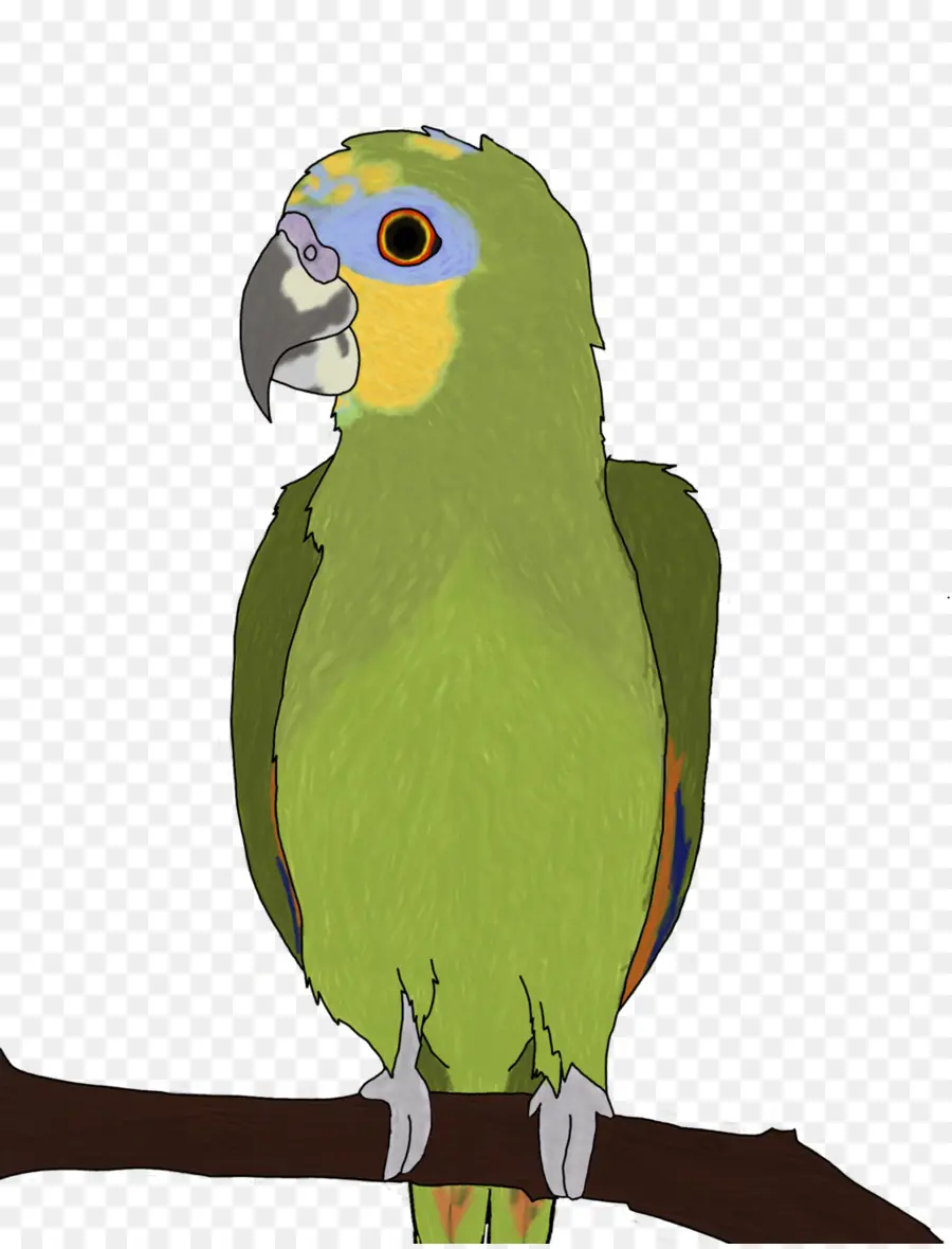 Parrot，Pájaro PNG