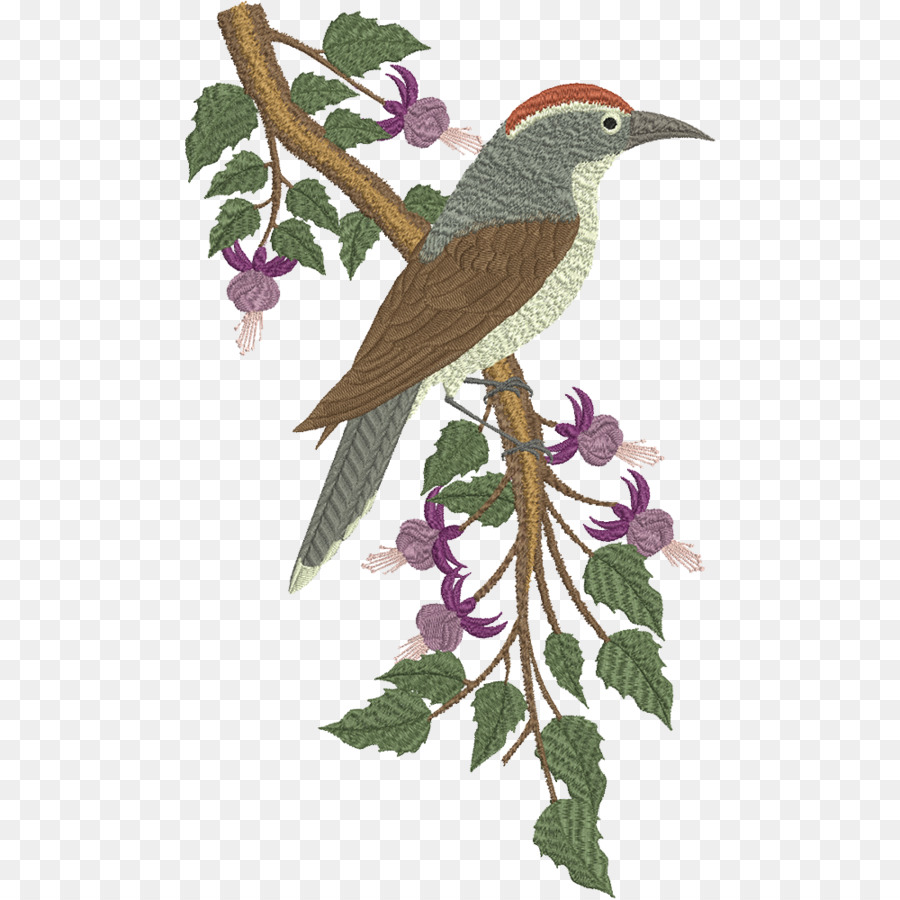 Pájaro，Loro PNG