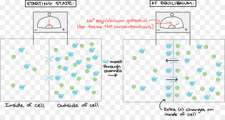 Celular，El Potencial De Reposo PNG