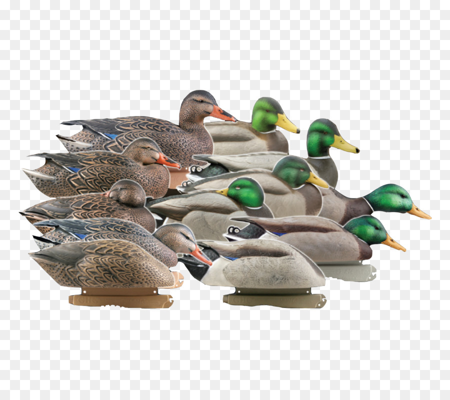 El ánade Real，Pato PNG