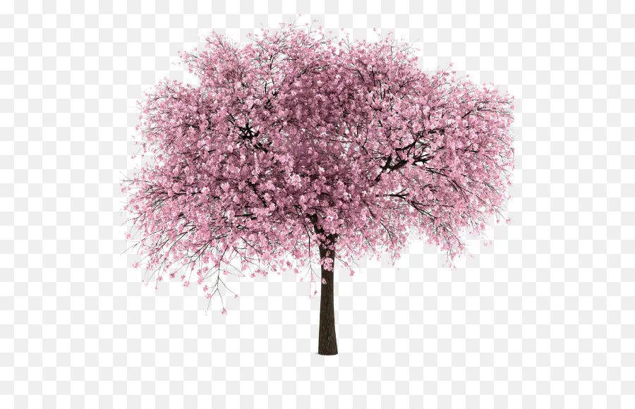 Árbol De Cerezo En Flor，Flores PNG