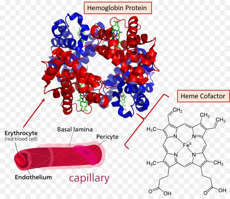 La Hemoglobina，Unión Molecular PNG