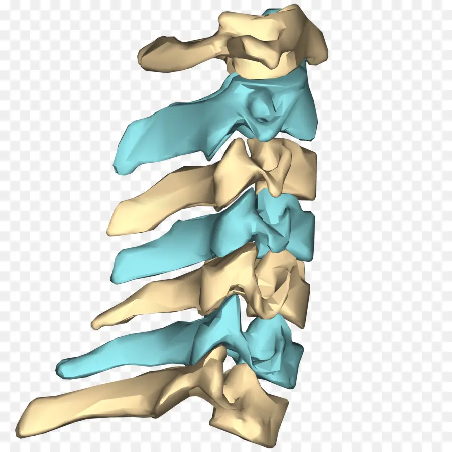 Vertebra Cervical，La Columna Vertebral PNG