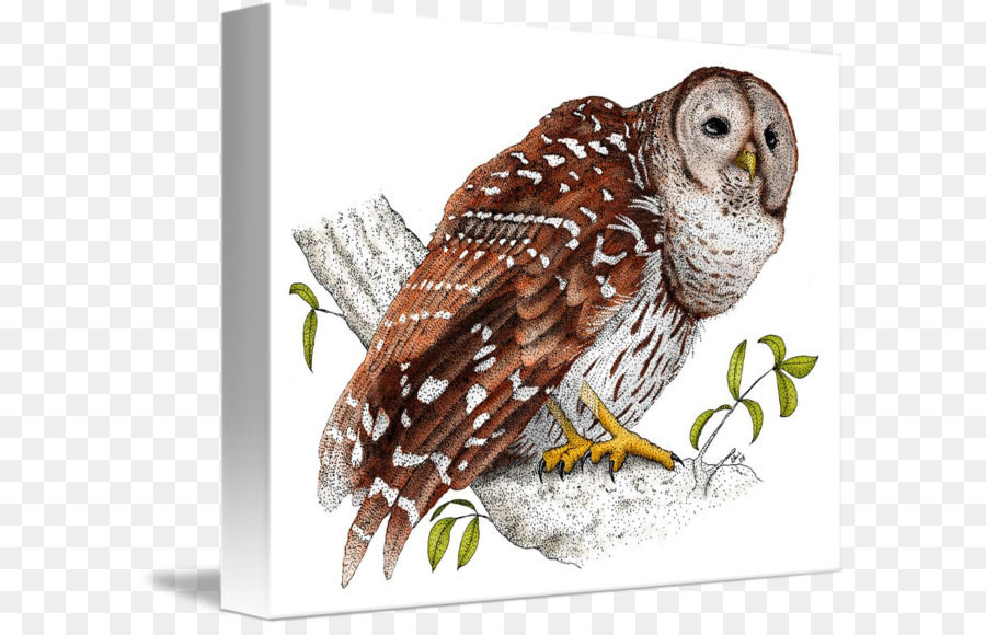 Lechuza，Barred Owl PNG