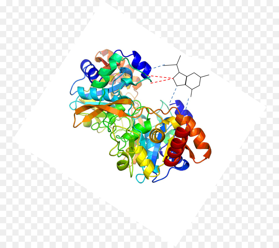 Estructura De La Proteína，Molécula PNG