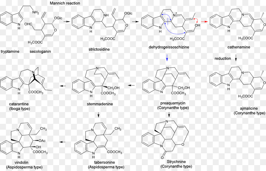 Alcaloides De Indol，Alcaloide PNG