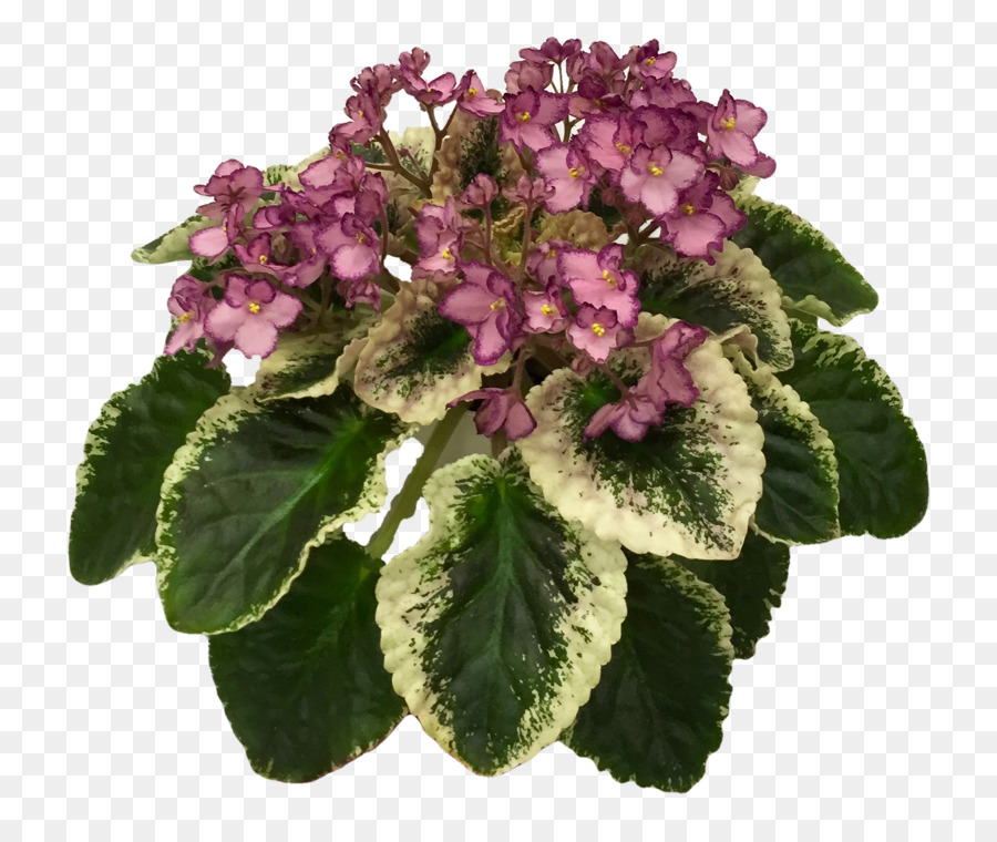 Violeta Africana De La Sociedad De América，Las Violetas Africanas PNG