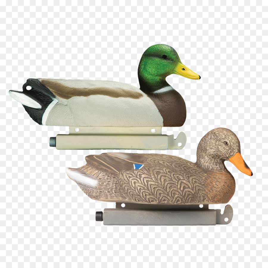 Pato Real，Pato PNG