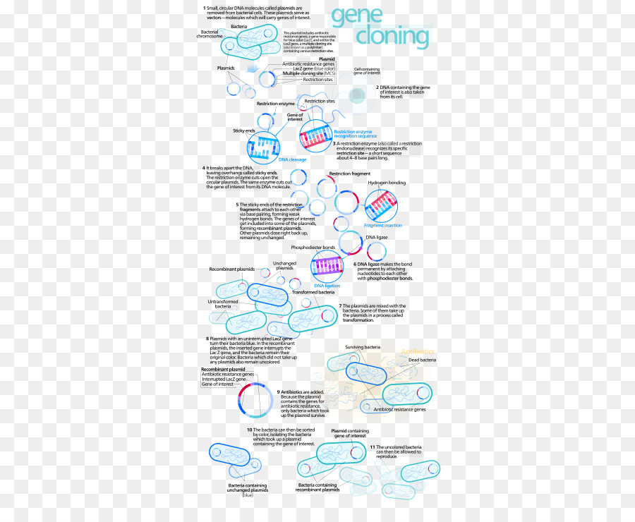 La Clonación，Clonación Molecular PNG