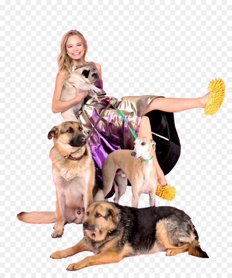 Raza De Perro，Cachorro PNG