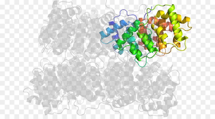 Estructura De La Proteína，Molécula PNG